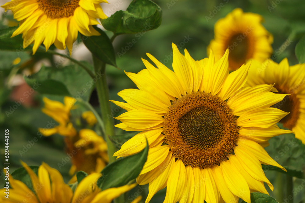 Yellow sunflowers. Field of sunflowers, rural landscape. Yellow sunflowers. Field of sunflowers, rural landscape.