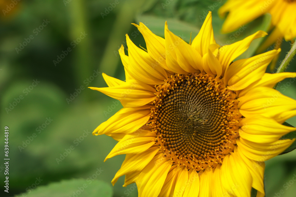 Fototapeta premium Sunflower field Sunflower natural background. Sunflower blooming