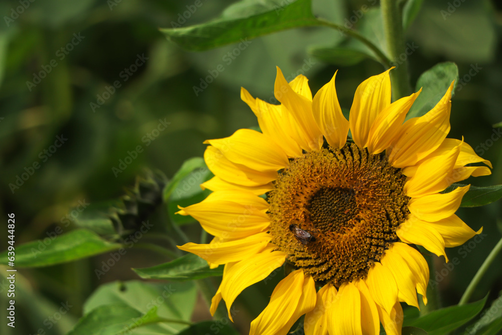 Sun flower blooming in garden Sun flower blooming in garden