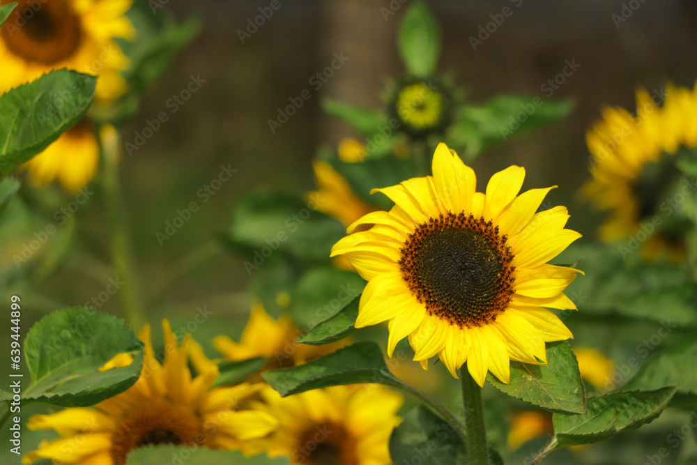 Fototapeta premium Sunflower on blurred sunny nature background. Horizontal agriculture summer banner with sunflowers field. Organic food production. Harvest of farm product. Oilseed crop. Copy space for text