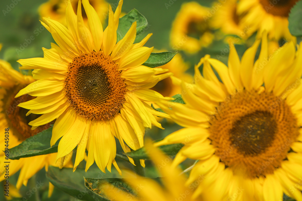 Obraz premium sunflowers field on sky background