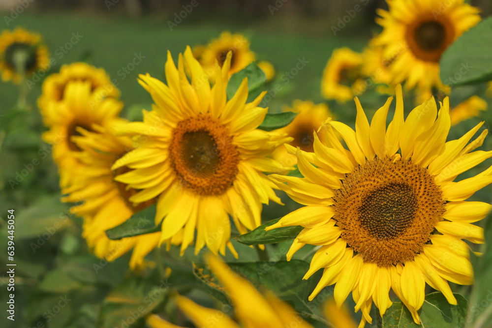 sunflowers field on sky background