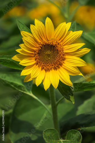 Bright yellow sunflower blooming in garden
