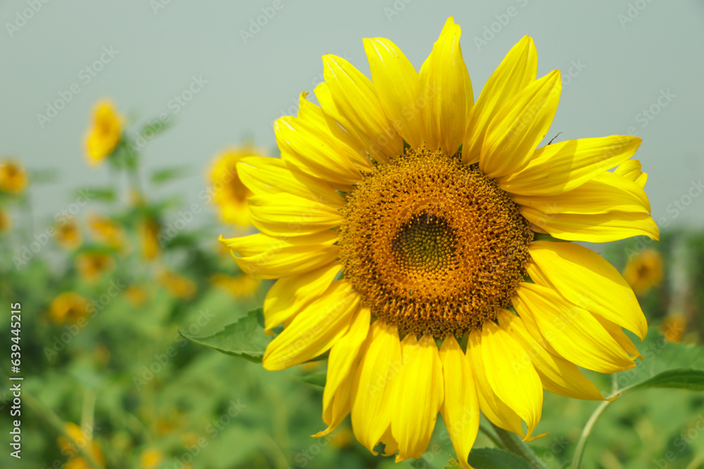 Sunflower field with cloudy blue sky