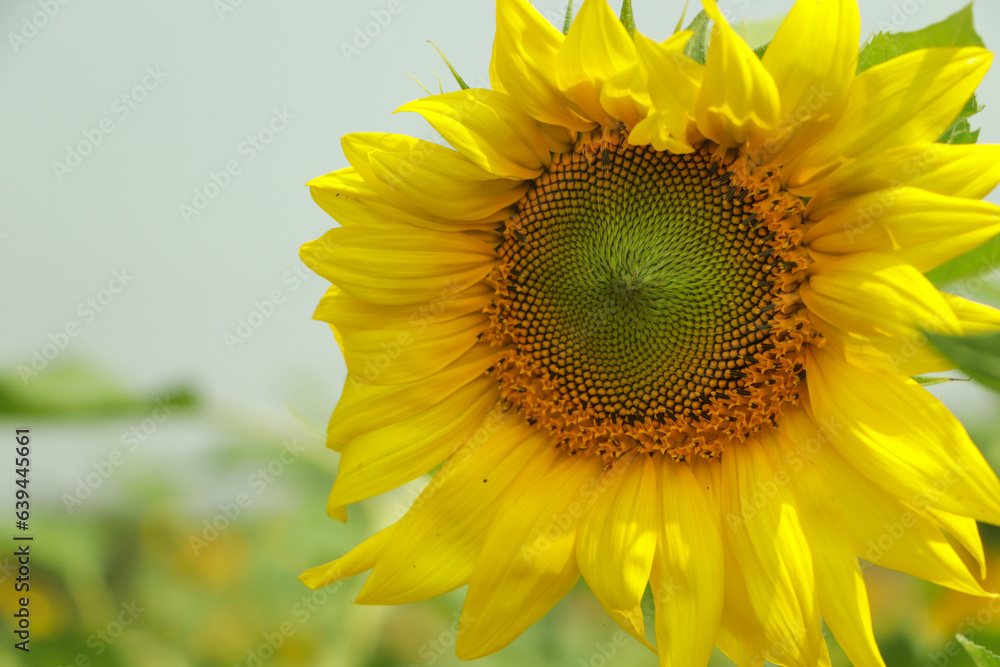 Fototapeta premium Sunflower with blue sky background
