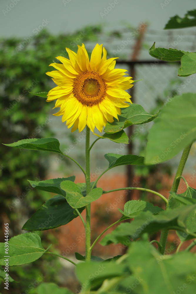 Yellow sunflower in the sunset light. Close-up. Sunflower, close-up. Yellow big flower. Yellow sunflower in the sunset light. Close-up. Sunflower, close-up. Yellow big flower.