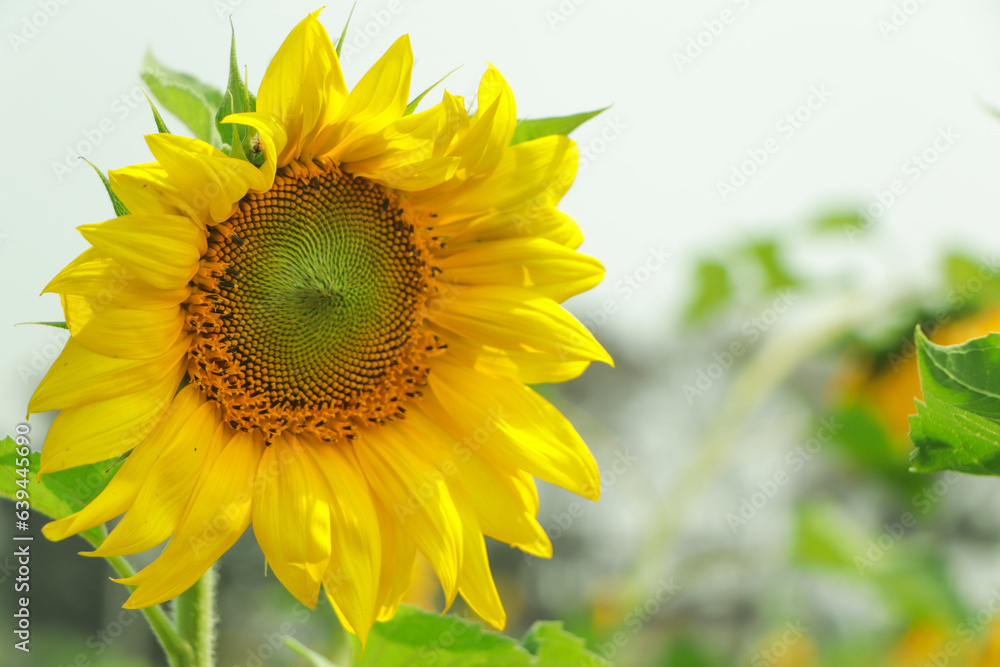 Naklejka premium Sunflower with blue sky background