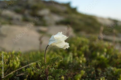 Sasanka biały kwiat na Babiej Górze