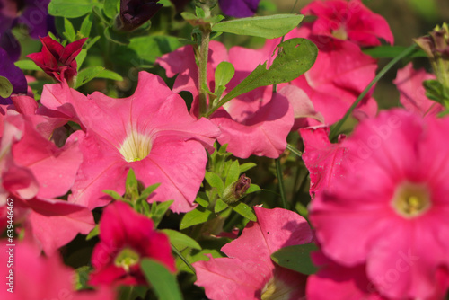 Pink petunia flower with copy space and green backgrond
