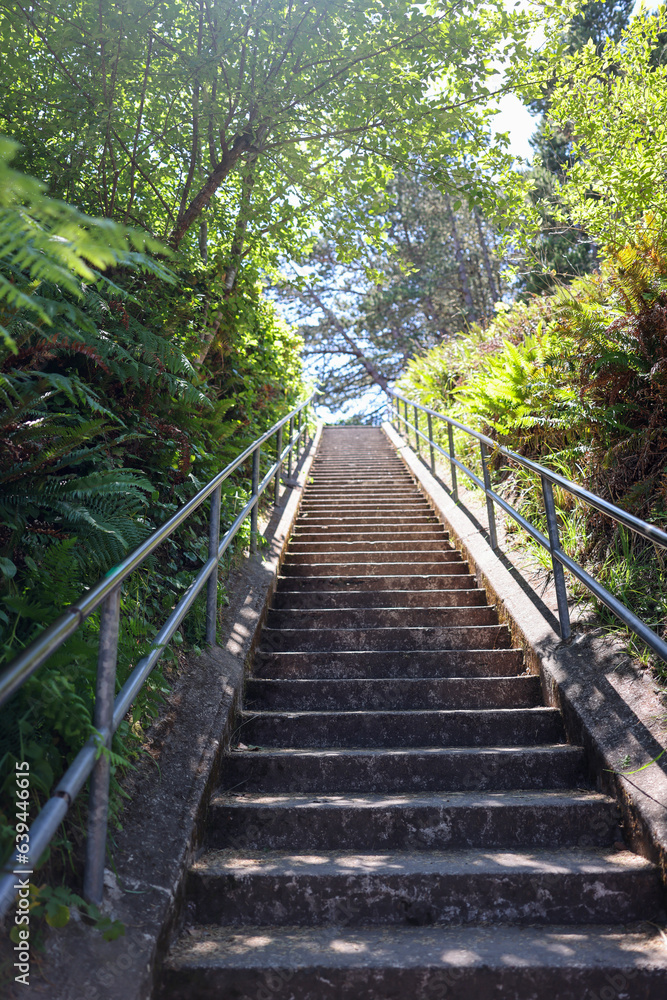 Fototapeta premium wooden bridge in the forest