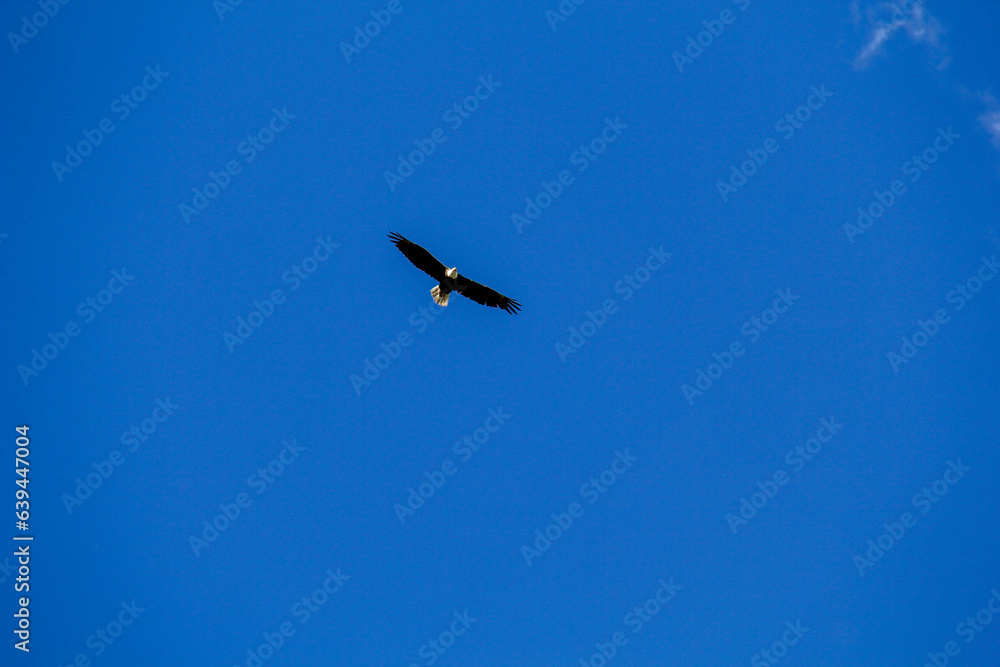 Fototapeta premium eagle in flight