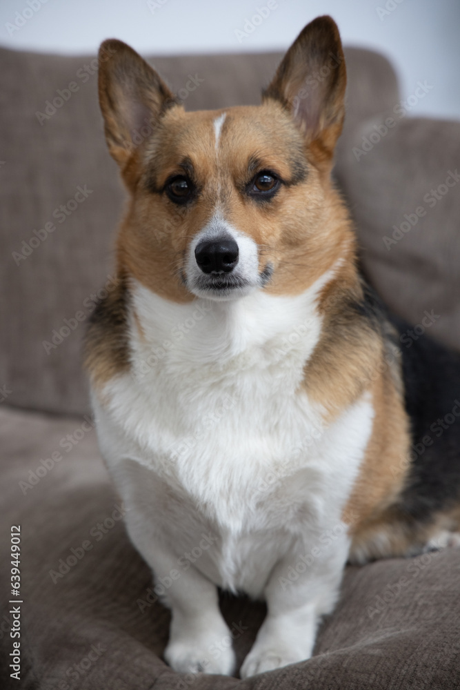 portrait of a pembroke welsh corgi sitting on a brown couch