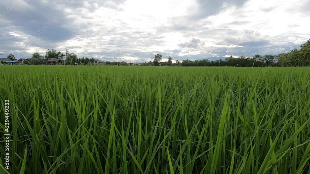 Slow motion, Close up shot of green rice plants in the wind. Slow motion, Close up shot of green rice plants in the wind.