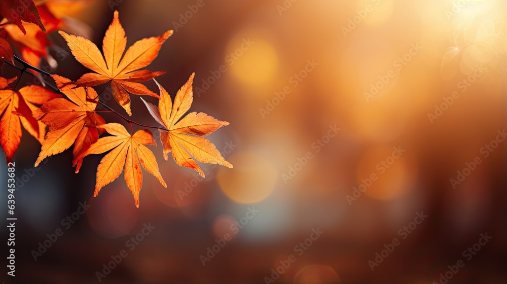 Autumn leaves on the sun and blurred trees . Fall background Autumn leaves on the sun and blurred trees . Fall background