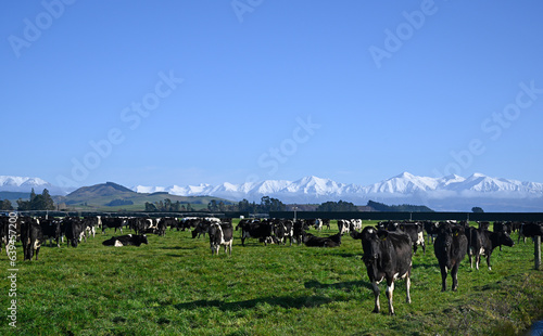 Dairy Farming at Sheffield & Southern Alps, Canterbury, New Zealand