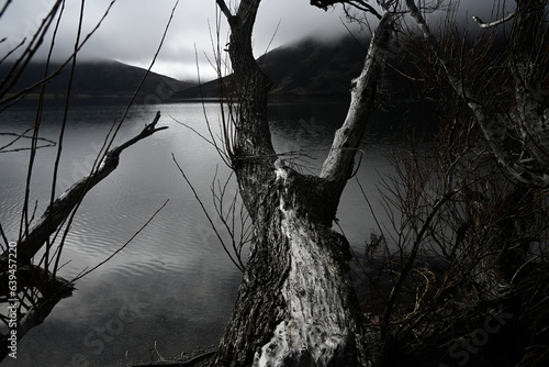 Willow Trees overhanging Lake Pearson at Dawn, Canterbury, New Zealand photo