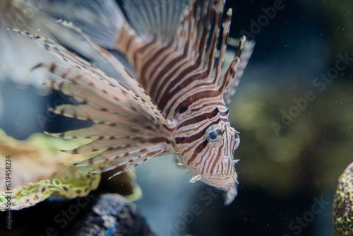 Captured in an aquarium, the lionfish exhibits its vibrant elegance as it gracefully navigates through the water.