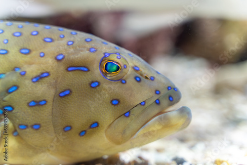 Obraz na płótnie Close-up of a blue-spotted grouper showcases its intricate and vibrant coloration, a testament to the beauty of marine life