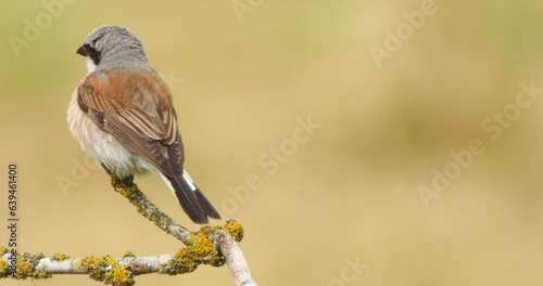 one red-backed shrike male (lanius