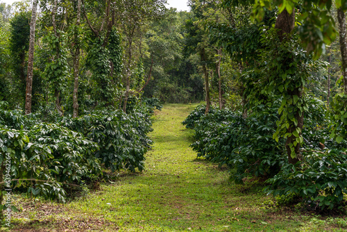 A coffee plantation in Mudigere, India photo