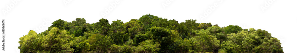 group green tree isolate on white background. Cutout tree line. Row of green trees and shrubs in summer isolated on white background. ForestScene. High quality clipping mask. Forest and green foliage.