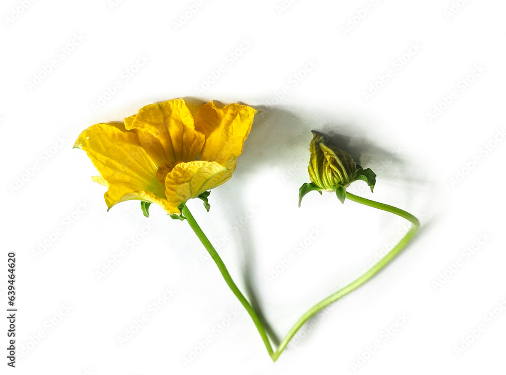 yellow pumpkin flower isolated on white, bloom, flora, green, yellow, agriculture, isolated, flower, nature, pumpkin, vegetable, garden, plant, organic, white, design, background, fresh, natural, yellow pumpkin flower isolated on white, bloom, flora, green, yellow, agriculture, isolated, flower, nature, pumpkin, vegetable, garden, plant, organic, white, design, background, fresh, natural,