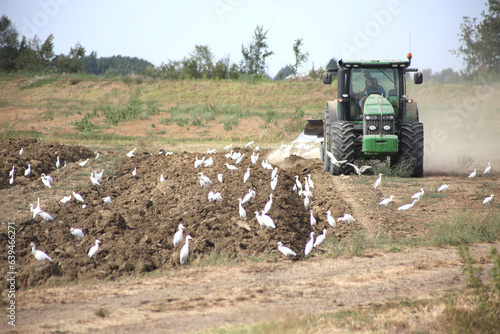 Flock of birds in the field eat the freshly sown seeds