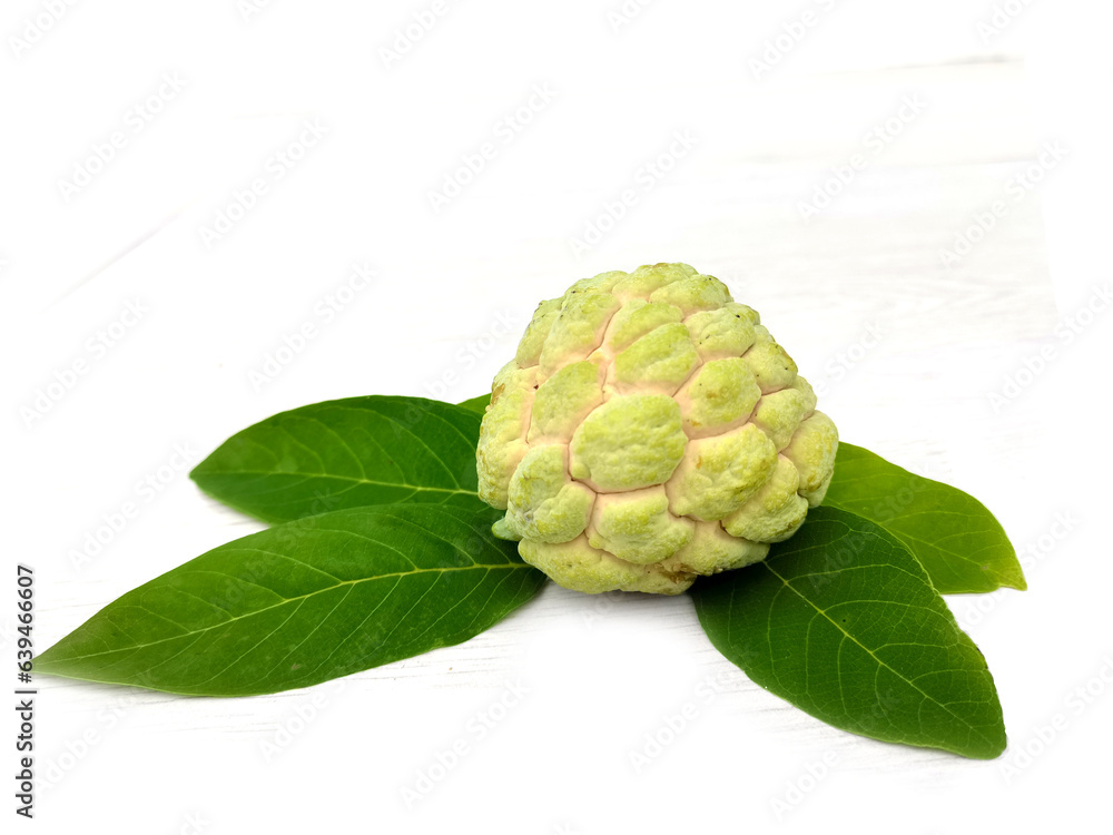 Obraz premium hop on a branch