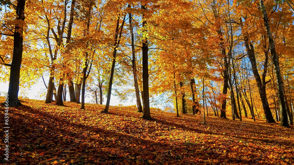 Fototapeta premium Autumn season with Beautiful romantic alley in a park with colorful trees and sunlight. autumn natural background