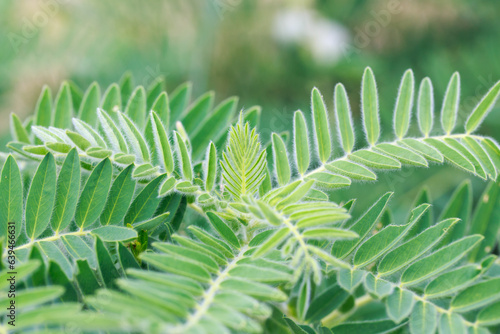 Astragalus close-up. Also called milk vetch, goat's-thorn or vine-like. Spring green background.