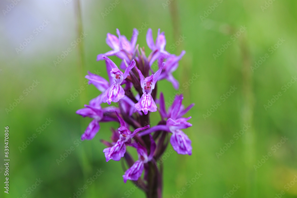 Orchis. A genus of plants in the Orchid family. It is the type genus of the orchid family and one of the largest genera of the subtribe Orchidinae