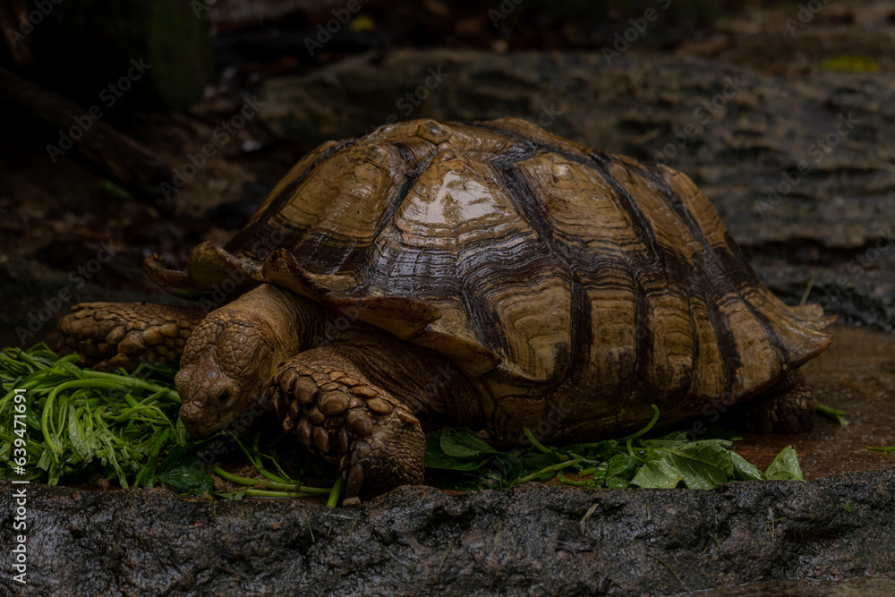 Full lenght portrait of Sulcata tortoise or African spurred tortoise Full lenght portrait of Sulcata tortoise or African spurred tortoise