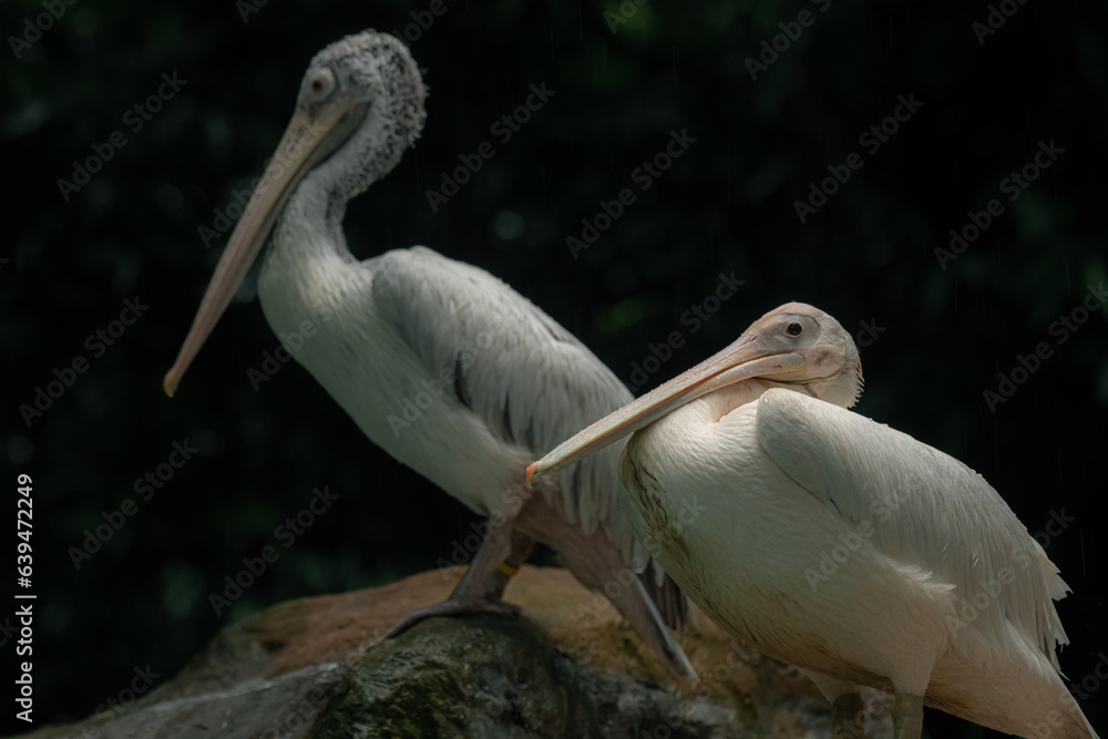 Two giant white pelicans sitting on the rock Two giant white pelicans sitting on the rock