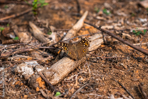 Butterflies in Wildlife on Land © Winttage