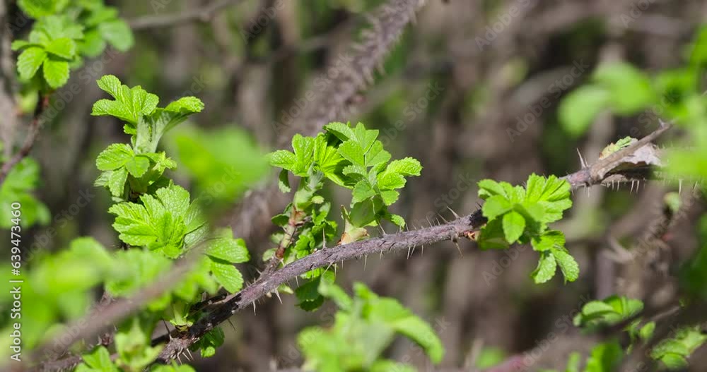 green foliage on a rosehip bush in spring, the first rosehip foliage in warm sunny weather green foliage on a rosehip bush in spring, the first rosehip foliage in warm sunny weather