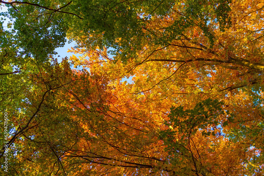 branches with fall leaves. fall leaves. fall season with leaves in forest. low view branches with fall leaves. fall leaves. fall season with leaves in forest. low view