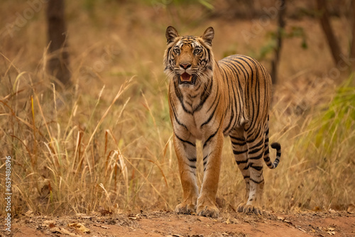ild tiger in the nature habitat. Tigers walking during the golden light time. Wildlife scene with danger animal. Hot summer in India. Dry area with beautiful indian tiger  Panthera tigris tigris.