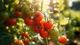 Fresh tomatoes with shining sun light 