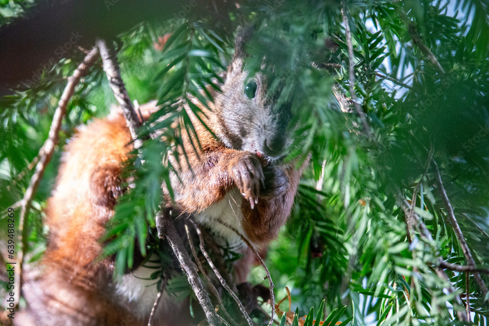 Eichhörnchen im Park in Pankow Eichhörnchen im Park in Pankow