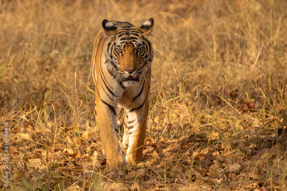 Fototapeta ild tiger in the nature habitat. Tigers walking during the golden light time. Wildlife scene with danger animal. Hot summer in India. Dry area with beautiful indian tiger, Panthera tigris tigris.