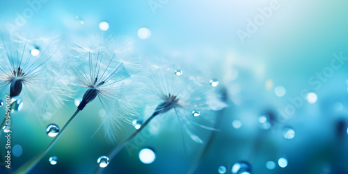 Dandelion Seeds in droplets of water on blue and turquoise beautiful background with soft focus in nature macro