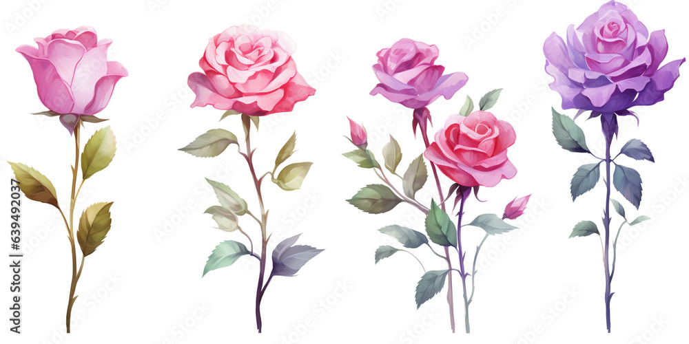 Fototapeta premium Set of Rose flowers watercolor style.