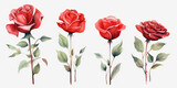 Set of Rose flowers watercolor style.