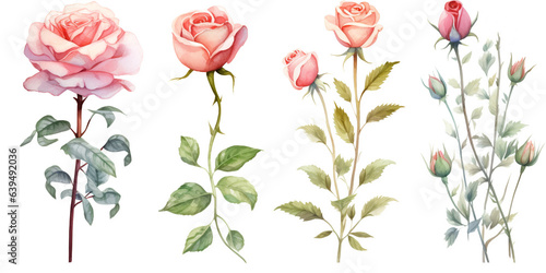 Set of Rose flowers watercolor style.