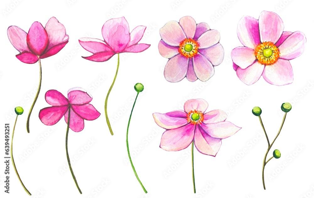 Collection of pink anemones. Watercolor anemone buds