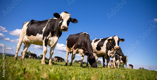 Troupeau de vaches laitières dans les prés en pleine nature. © Thierry RYO