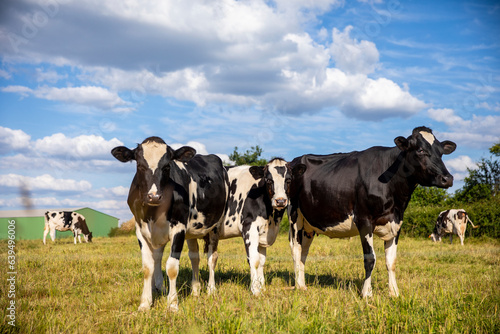 Troupeau de vaches laitières dans les prés en pleine nature. © Thierry RYO