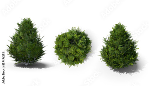 thuja green moss on a white background