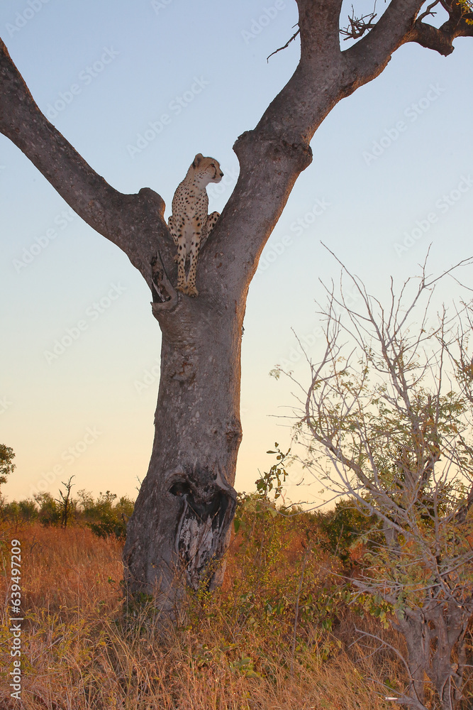 Gepard auf Baum / Cheetah in tree / Acinonyx jubatus Gepard auf Baum / Cheetah in tree / Acinonyx jubatus