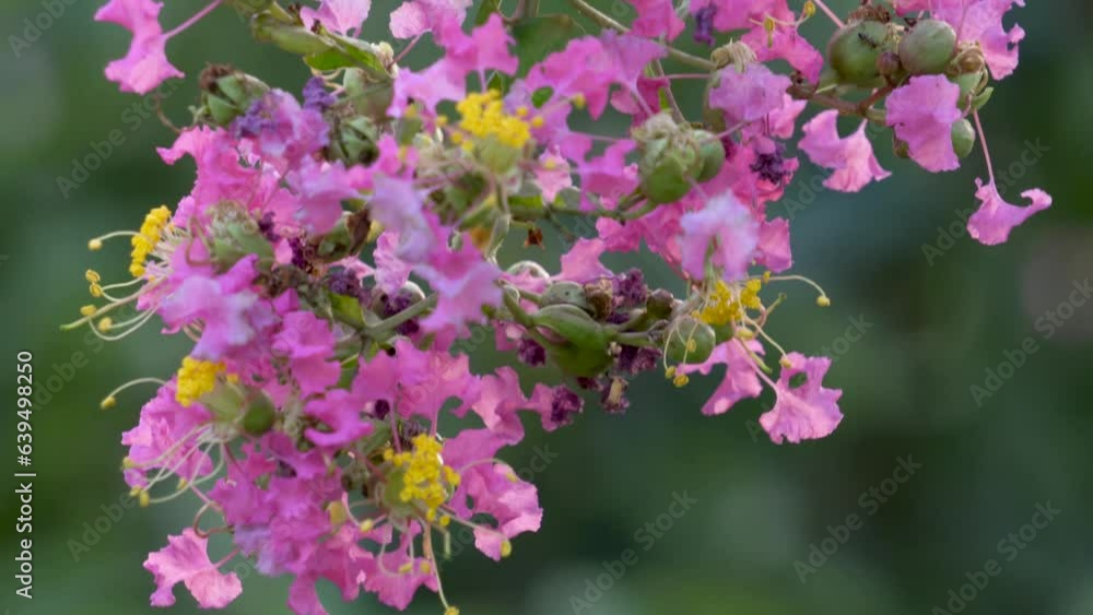 The growing crape myrtle flower The growing crape myrtle flower